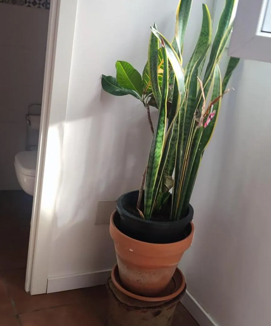 Séjour chez l'habitant Appartement Casa El Drago-Tafira Baja à Las Palmas de Gran Canaria